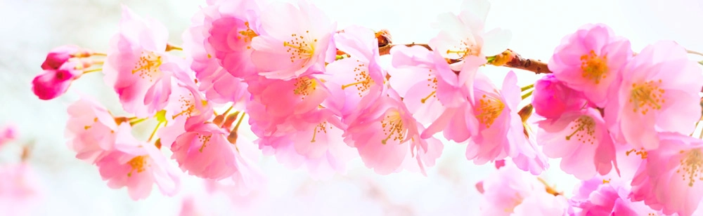 Πίνακας Πανοραμικός σε καμβά SAKURA BRANCH PINK CHERRY