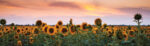 Πίνακας Πανοραμικός SUNFLOWERS SUNSET