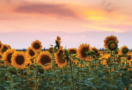 Πίνακας Πανοραμικός SUNFLOWERS SUNSET - Ηλιανθοι Sticky 5