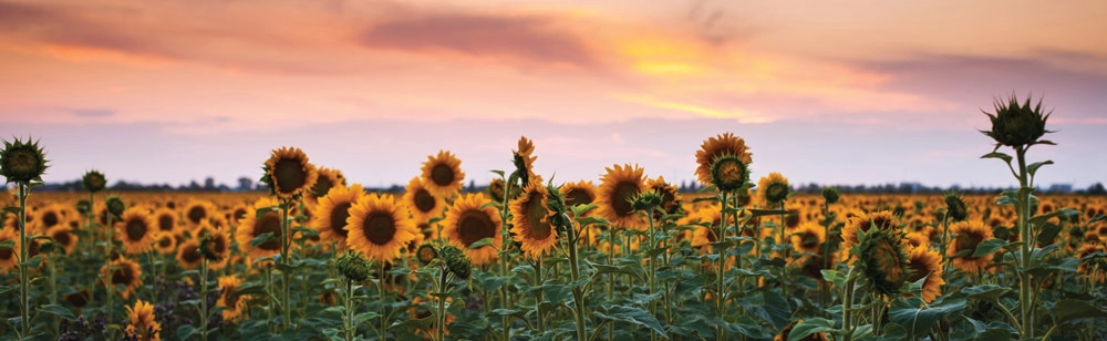 Πίνακας Πανοραμικός SUNFLOWERS SUNSET