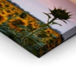 Πίνακας Πανοραμικός SUNFLOWERS SUNSET