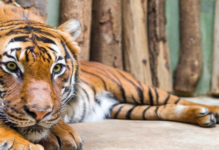 Πίνακας Πανοραμικός TIGER - Ζωα Sticky 5
