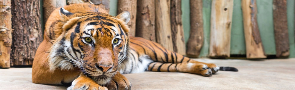 Πίνακας Πανοραμικός TIGER