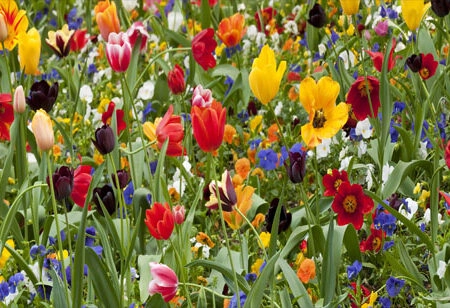 Πίνακας Πανοραμικός σε καμβά TULIP FIESTA - Τουλιπες Sticky 5