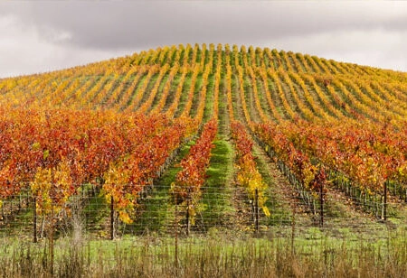 Πίνακας Πανοραμικός σε καμβά VINEYARD IN AUTUMN - Υπαιθρος Sticky 5