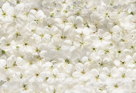 Πίνακας Πανοραμικός σε καμβά WHITE CHERRY FLOWERS - Ανθη Δεντρων Sticky 5
