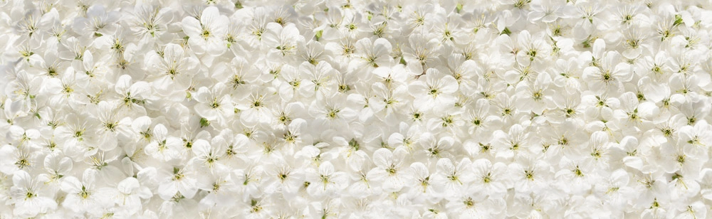 Πίνακας Πανοραμικός σε καμβά WHITE CHERRY FLOWERS