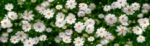 Πίνακας Πανοραμικός WHITE FLOWERS