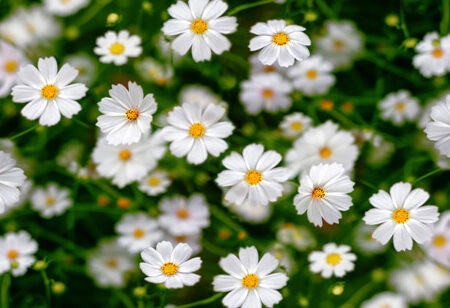Πίνακας Πανοραμικός WHITE FLOWERS - Μαργαριτες Sticky 5