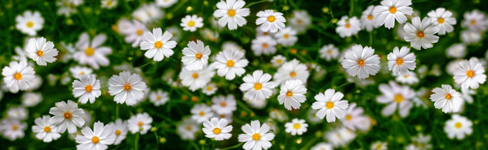Πίνακας Πανοραμικός WHITE FLOWERS