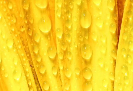 Πίνακας Πανοραμικός YELLOW DAISY - Μαργαριτες Sticky 5
