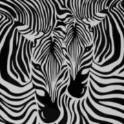 zebras