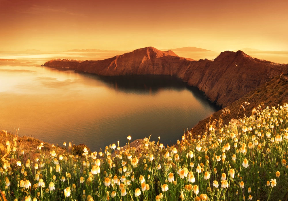 Πινακας σε καμβά SANTORINI WILDFLOWERS
