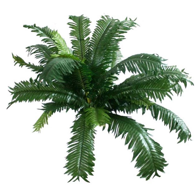 ΡΙΖΑ ΤΣΙΚΑ 50xY40cm