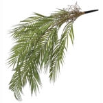 ΡΙΖΑ ΚΡΕΜΑΣΤΗ ΚΕΝΤΙΑ ΠΡΑΣΙΝΟ - Υ94cm
