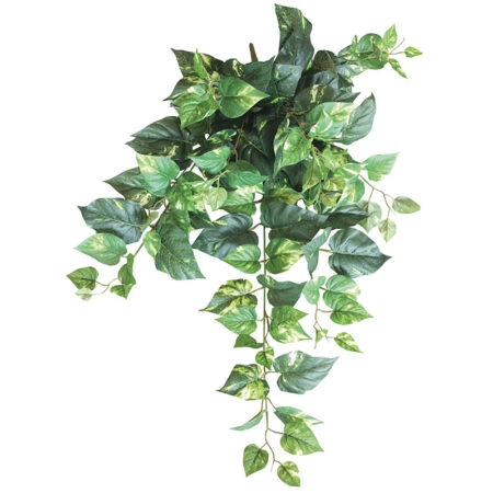 ΡΙΖΑ ΚΡΕΜΑΣΤΗ ΠΟΘΟΣ ΔΙΧΡΩΜΟΣ (138 ΦΥΛΛΑ) Υ90cm
