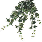ΡΙΖΑ ΚΡΕΜΑΣΤΗ ΚΙΣΣΟΣ ΔΙΧΡΩΜΟΣ (174 ΦΥΛΛΑ) Y100cm