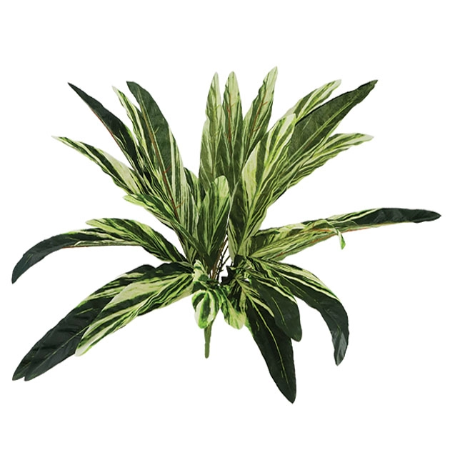 ΡΙΖΑ ΦΥΛΛΟ ΔΡΑΚΑΙΝΑΣ Y58cm