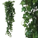 ΡΙΖΑ ΚΡΕΜΑΣΤΗ ΚΙΣΣΟΣ ΜΕΓΑΛΟΣ ΠΡΑΣΙΝΟΣ Υ130cm