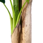 BANANA TREE 20018 - Τεχνητό Διακοσμητικό Φυτό Μπανανιά - Μπανανόδεντρο Υ240cm