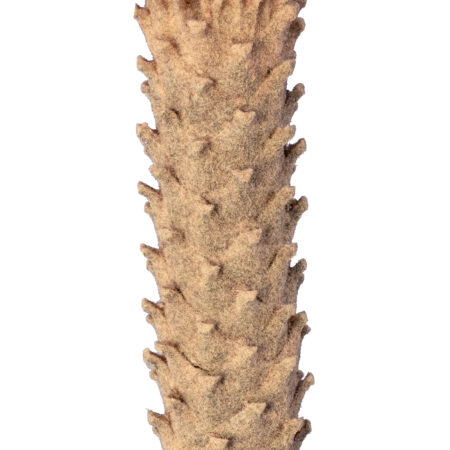 CYCADS 20023 Τεχνητό Διακοσμητικό Φυτό Αρωματική Κύκας Υ140cm - Τεχνητοι Φοινικες Sticky 2