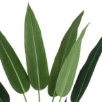 STRELITZIA 20029 Τεχνητό Διακοσμητικό Φυτό  Στρελίτσια - Πουλί του Παραδείσου Υ140cm