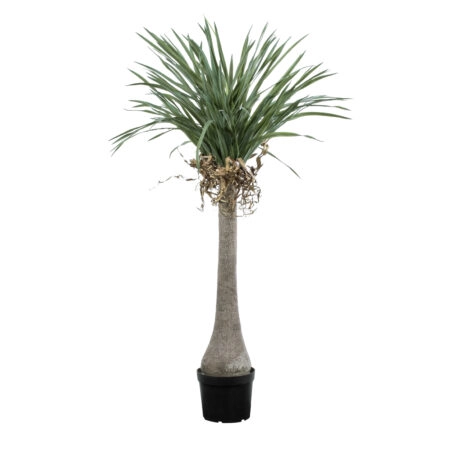 BEAUCARNEA PALM TREE 20046 Τεχνητό Διακοσμητικό Φυτό Κυρτόφυλλος Μπουκαρνέα Υ165cm - Τεχνητοι Φοινικες