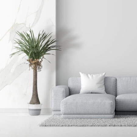BEAUCARNEA PALM TREE 20046 Τεχνητό Διακοσμητικό Φυτό Κυρτόφυλλος Μπουκαρνέα Υ165cm - Τεχνητοι Φοινικες Sticky 5