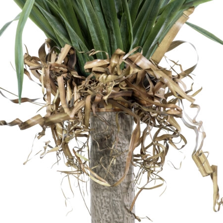 BEAUCARNEA PALM TREE 20046 Τεχνητό Διακοσμητικό Φυτό Κυρτόφυλλος Μπουκαρνέα Υ165cm - Τεχνητοι Φοινικες Sticky 2