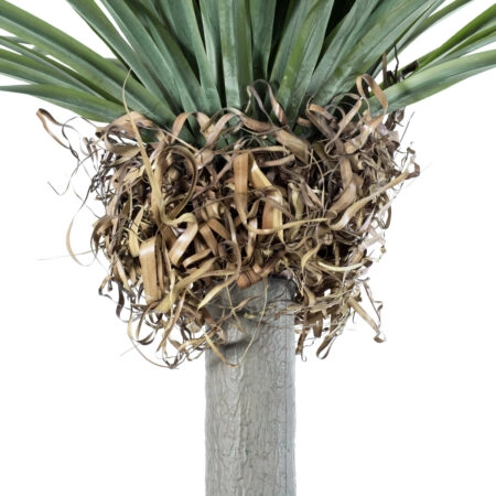 BEAUCARNEA PALM TREE 20048 Τεχνητό Διακοσμητικό Φυτό Κυρτόφυλλος Μπουκαρνέα Υ250cm - Τεχνητοι Φοινικες Sticky 2