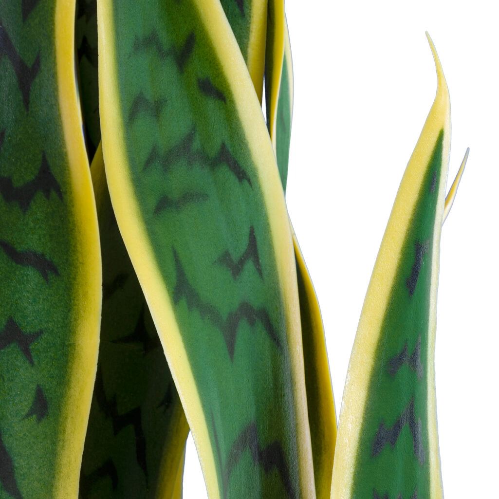 BLOODLEAF DRACAENA TRIFASCIATA 20060 Τεχνητό Διακοσμητικό Φυτό Αιματόφυλλη Σανσεβιέρια Υ70cm