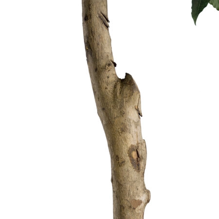 LAUREL 20085 Τεχνητό Διακοσμητικό Φυτό Δάφνη Υ150cm - Τεχνητα Κωνοφορα και διαμορφωμενα φυτα Sticky 2