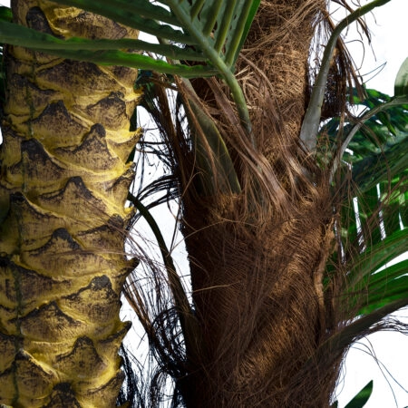 COCONUT PALM TREE 20087 Τεχνητό Διακοσμητικό Φυτό Φοινικόδεντρο Κοκοφοίνικας Υ350cm - Τεχνητοι Φοινικες Sticky 1