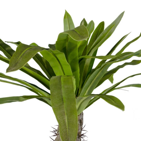 PACHYPODIUM LAMEREI PALM TREE 20130 Τεχνητό Διακοσμητικό Φυτό Φοίνικας της Μαγαδασκάρης Υ175cm - Τεχνητοι Φοινικες Sticky 1