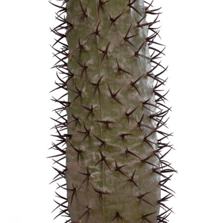 PACHYPODIUM LAMEREI PALM TREE 20130 Τεχνητό Διακοσμητικό Φυτό Φοίνικας της Μαγαδασκάρης Υ175cm - Τεχνητοι Φοινικες Sticky 2