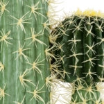CARNEGIEA CACTUS 20135 Τεχνητό Διακοσμητικό Φυτό Κάκτος Σαγκουάρο Υ180cm