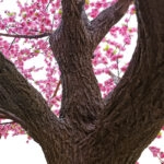 PEACH BLOSSOM TREE 20159 Τεχνητό Διακοσμητικό Δέντρο Ανθισμένη Ροδακινιά Υ340cm
