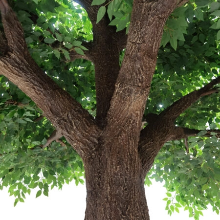 BANYAN FICUS TREE 20160 Τεχνητό Διακοσμητικό Δέντρο Ινδική Συκιά Φίκος Υ340cm - Τεχνητοι Φικοι Sticky 1