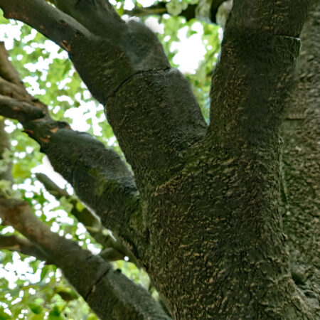 LABURNUM TREE 20165 Τεχνητό Διακοσμητικό Δέντρο Λαβούρνο Υ340cm - Τεχνητά Φυτά και Δέντρα Sticky 2