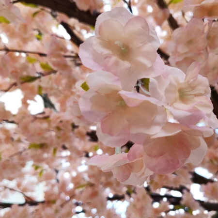 CHERRY PRUNUS BLOSSOM TREE 20167 Τεχνητό Διακοσμητικό Δέντρο Άνθος Κερασιάς Προύμνη Υ400cm - Τεχνητα Ανθισμένα Δεντρα Sticky 1