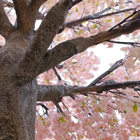 CHERRY PRUNUS BLOSSOM TREE 20167 Τεχνητό Διακοσμητικό Δέντρο Άνθος Κερασιάς Προύμνη Υ400cm - Τεχνητα Ανθισμένα Δεντρα Sticky 2