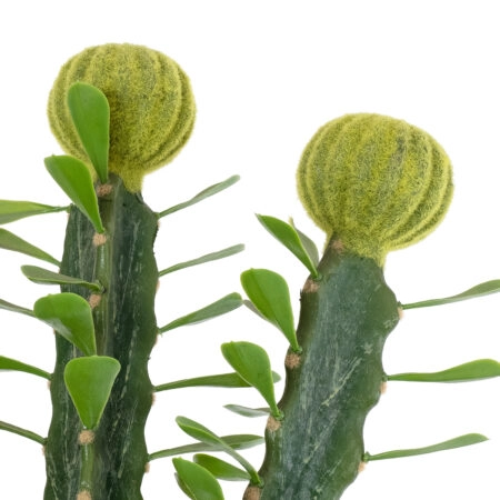 CEREUS JAMACARU CACTUS 20193 Τεχνητό Διακοσμητικό Φυτό Κάκτος Κηρίος Υ120cm - Τεχνητοι Κακτοι Sticky 2