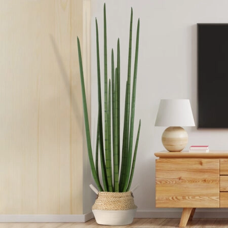 SANSEVIERIA CYLINDRICA 20211 Τεχνητό Διακοσμητικό Φυτό Σανσεβιέρια Υ160cm - Τεχνητοι Κακτοι Sticky 4
