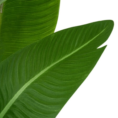 GREEN STRELITZIA 20369 Τεχνητό Διακοσμητικό Φυτό Πράσινη Στερλίτσια Υ120cm - Τεχνητες Στρελιτσιες (Πουλι παραδεισου) Sticky 1