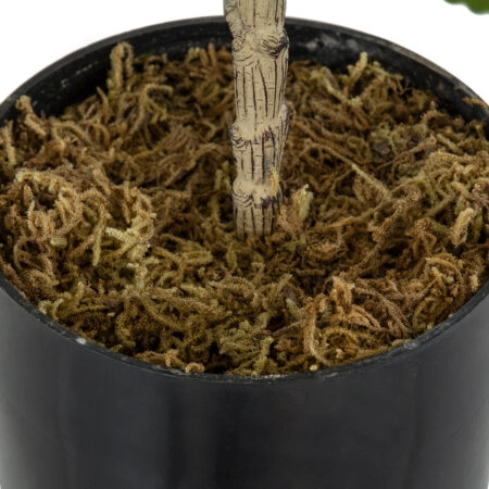 FIG TREE 20380 Τεχνητό Διακοσμητικό Φυτό Συκιά Υ50cm - Τεχνητα Καρποφορα δέντρα Sticky 3