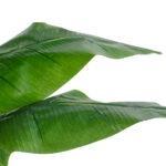 BANANA STRELITZIA REGINAE 20381 - Τεχνητό Διακοσμητικό Φυτό  Μπανανιά - Στρελίτσια - Πουλί του Παραδείσου Υ230cm
