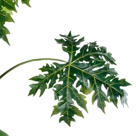 PAPAYA TREE 20383 Τεχνητό Διακοσμητικό Φυτό  Παπάγια Υ270cm - Τεχνητα Καρποφορα δέντρα Sticky 3