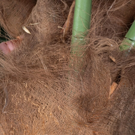COCONUT PALM TREE 20435 Τεχνητό Διακοσμητικό Φοινικόδεντρο Κοκοφοίνικας Υ400cm - Τεχνητοι Φοινικες Sticky 4