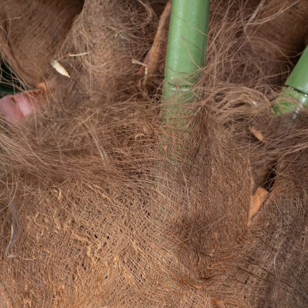 COCONUT PALM TREE 20436 Τεχνητό Διακοσμητικό Φοινικόδεντρο Κοκοφοίνικας Υ600cm - Τεχνητοι Φοινικες Sticky 4