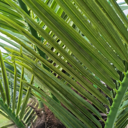 PHOENIX ROEBELENII PALM TREE 20596 Τεχνητό Διακοσμητικό Φυτό Φοινικόδεντρο Ρομπελίνι Εξωτερικού Χώρου IP68 UV Certified Protection Υ500cm - Τεχνητοι Φοινικες Sticky 1